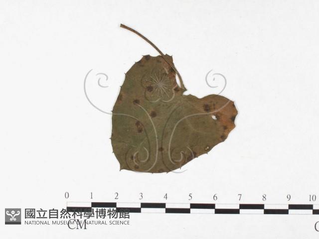 登錄號:F0026442藏品圖，第4張