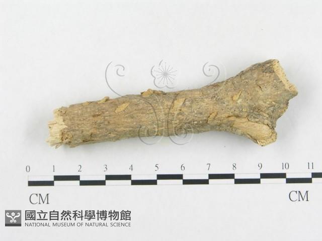 登錄號:F0004442藏品圖，第4張