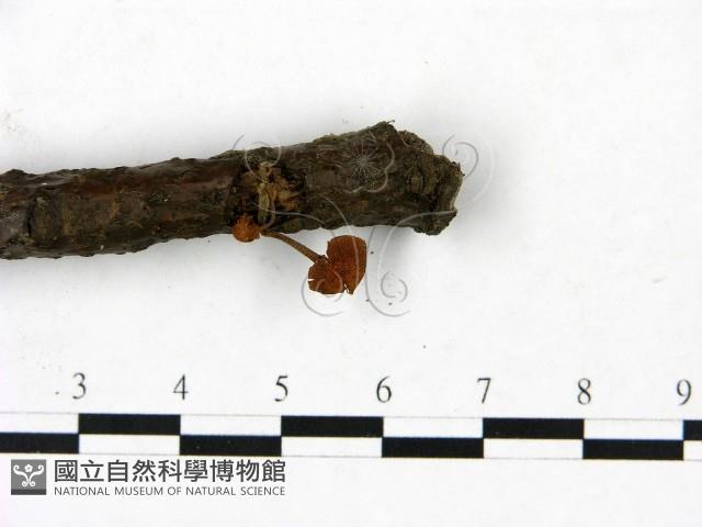 登錄號:F0023442藏品圖，第4張