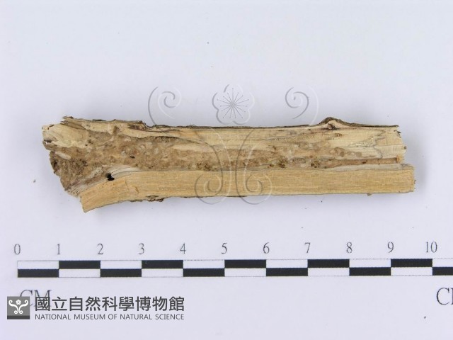 登錄號:F0008742藏品圖，第4張