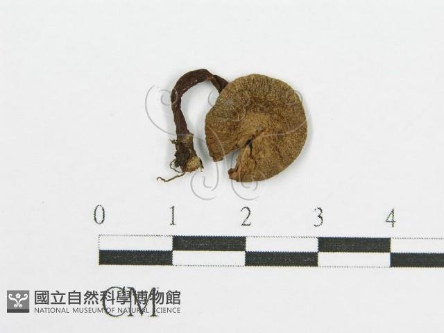 登錄號:F0010742藏品圖，第4張