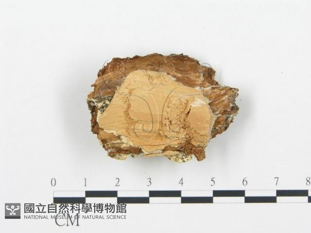 登錄號:F0019742藏品圖，第4張