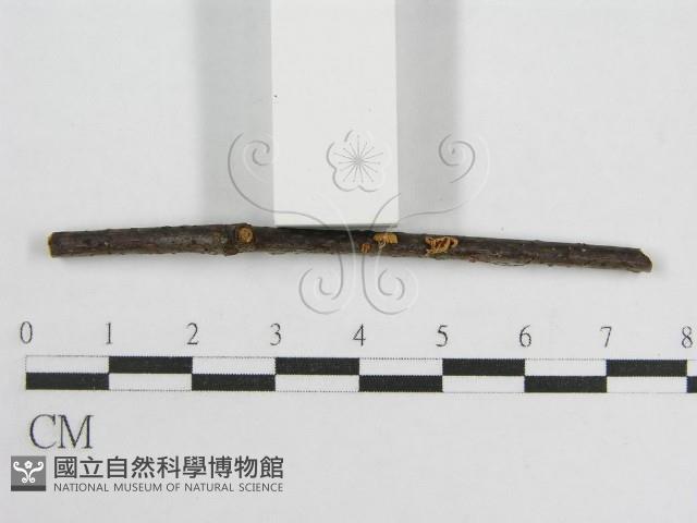 微皮傘屬藏品圖，第4張