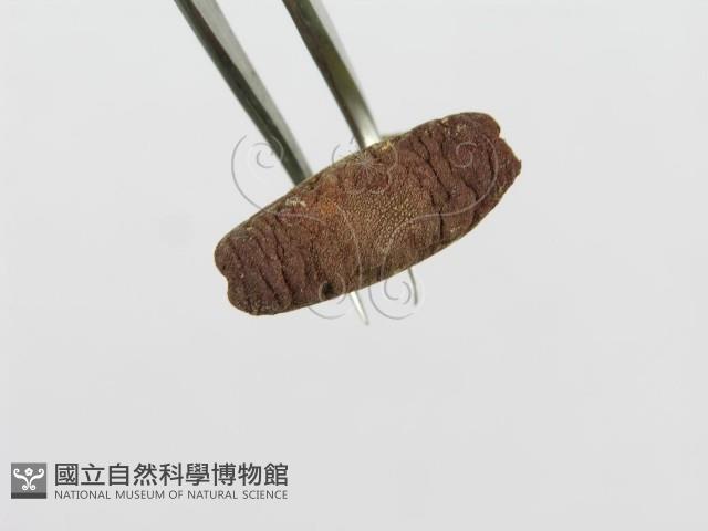 登錄號:F0008542藏品圖，第4張