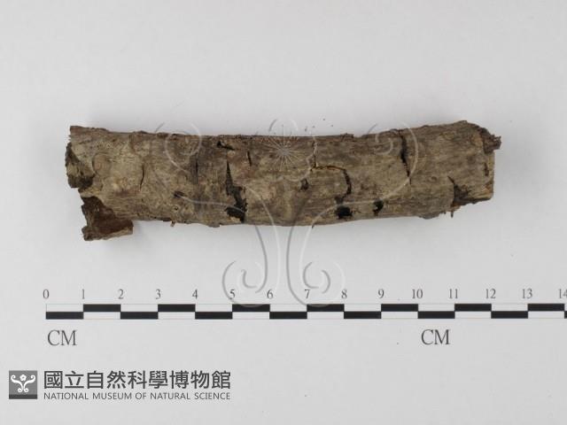 登錄號:F0010542藏品圖，第4張