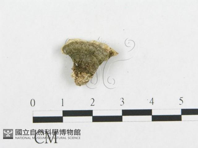 登錄號:F0017542藏品圖，第4張