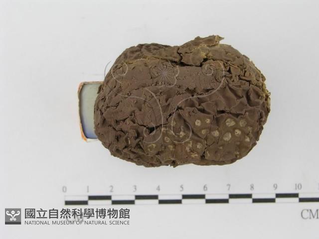 紫色禿馬勃藏品圖，第4張