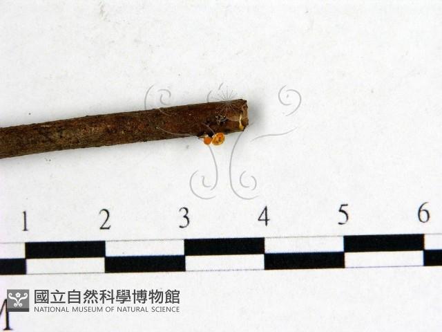 登錄號:F0001142藏品圖，第4張