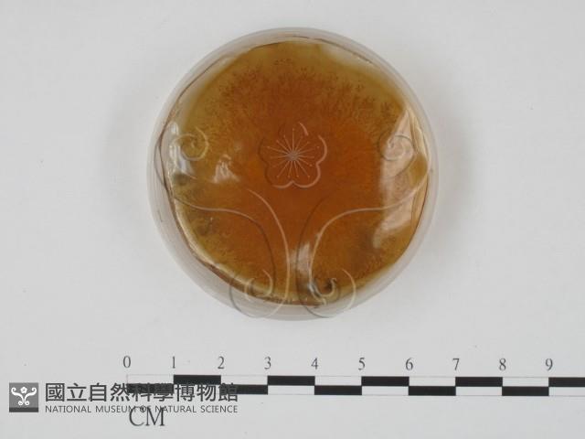 登錄號:F0022142藏品圖，第4張