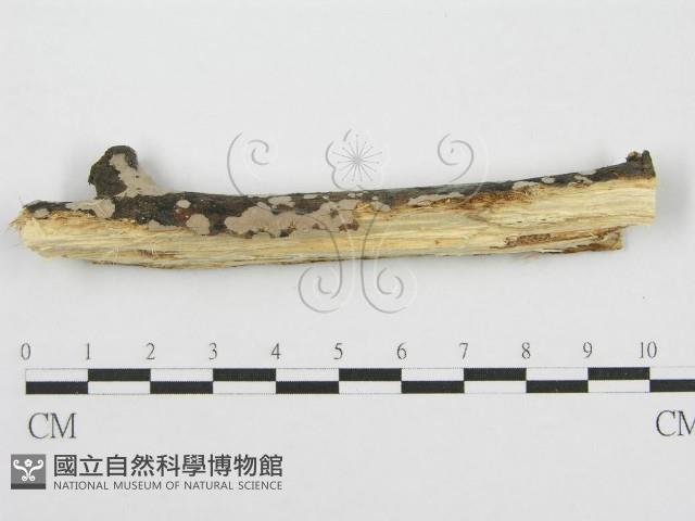 筍殼菌屬藏品圖，第4張
