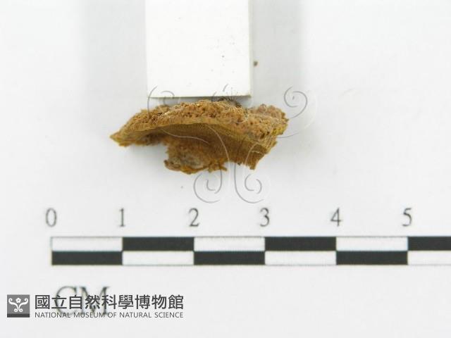 登錄號:F0016042藏品圖，第4張