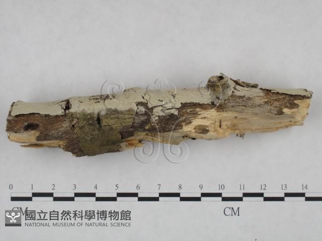 顯絲菌屬藏品圖，第4張