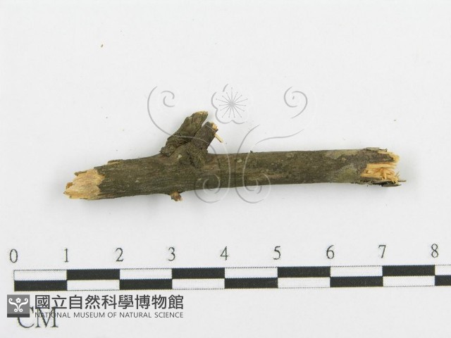 登錄號:F0015342藏品圖，第4張