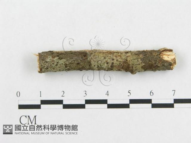 登錄號:F0009342藏品圖，第4張