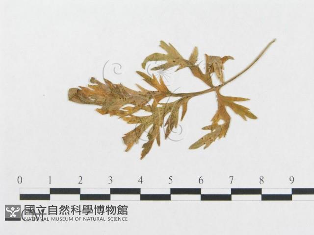 登錄號:F0019342藏品圖，第4張