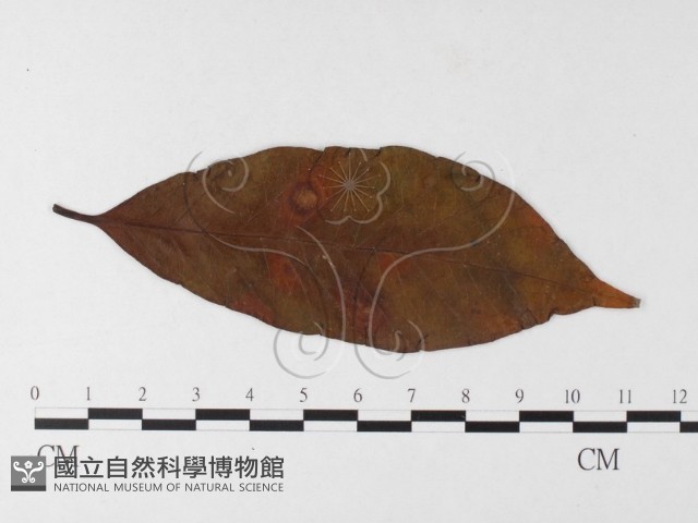 登錄號:F0026232藏品圖，第4張