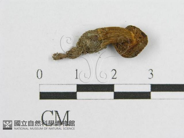 登錄號:F0003232藏品圖，第4張