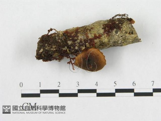 登錄號:F0001832藏品圖，第4張