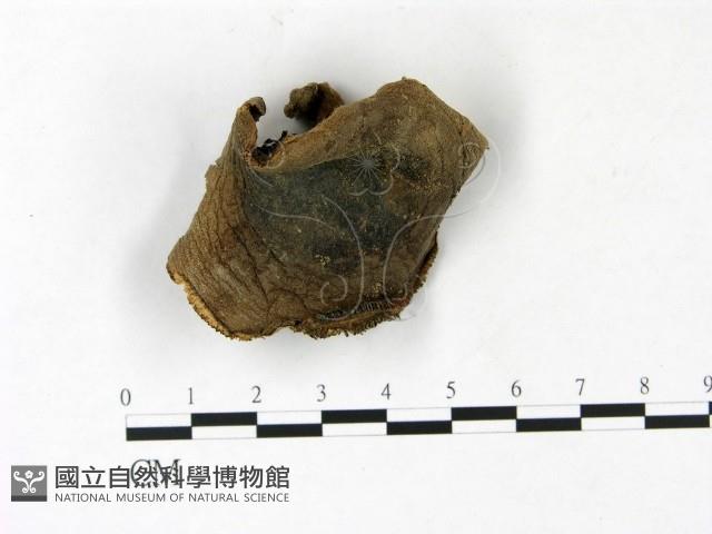 登錄號:F0022832藏品圖，第4張