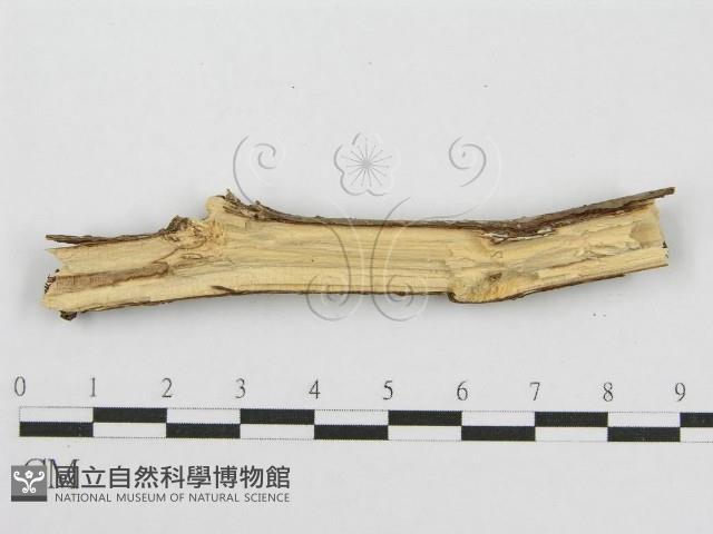 筍殼菌屬藏品圖，第4張