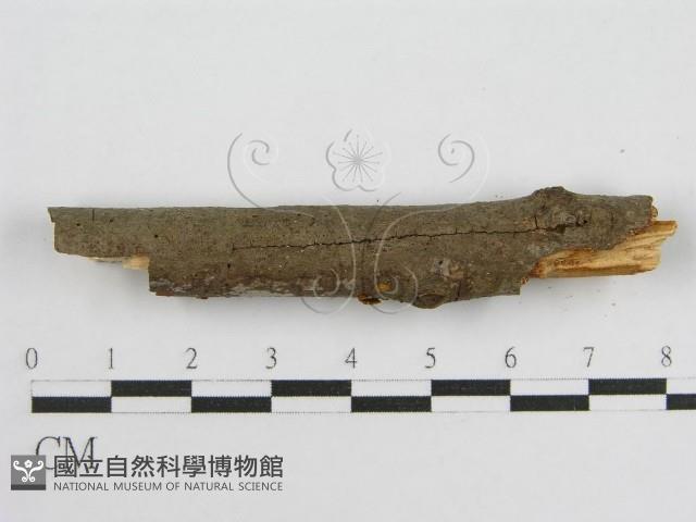 登錄號:F0012932藏品圖，第4張