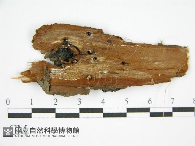 登錄號:F0010632藏品圖，第4張