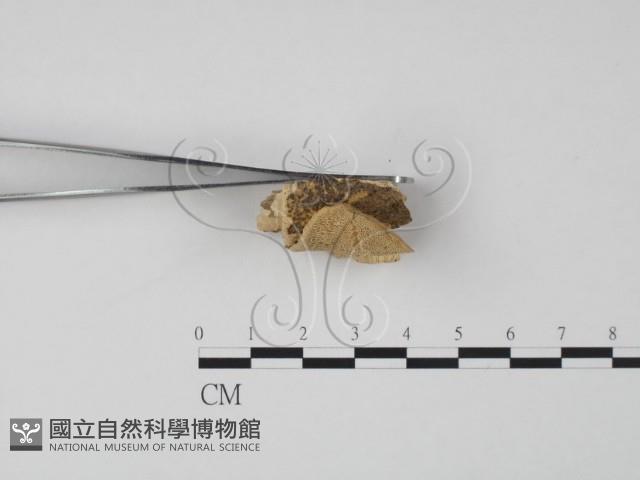 登錄號:F0006632藏品圖，第4張