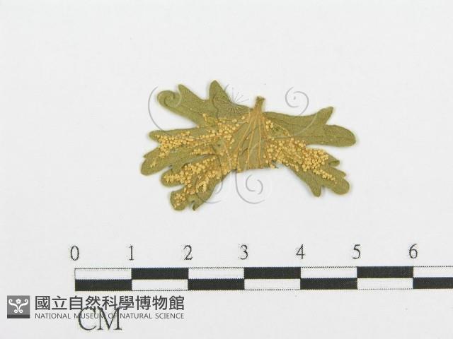 登錄號:F0011632藏品圖，第4張