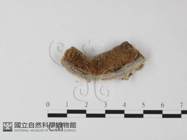 登錄號:F0017632藏品圖，第4張
