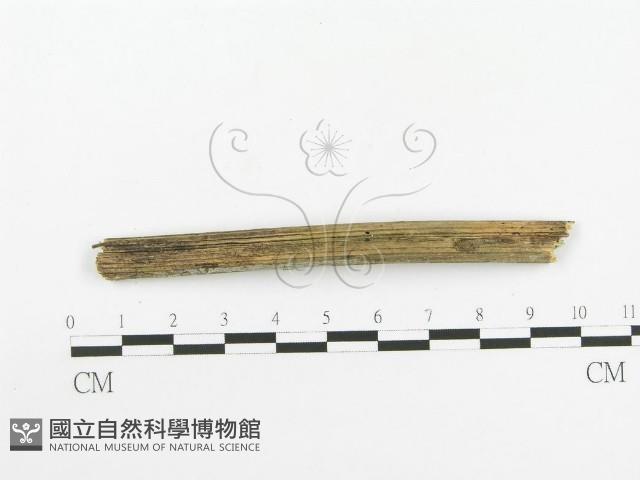 登錄號:F0020432藏品圖，第4張
