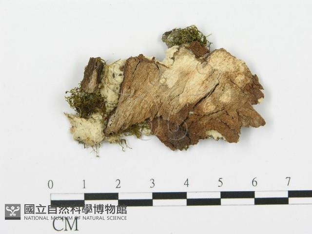 登錄號:F0010432藏品圖，第4張