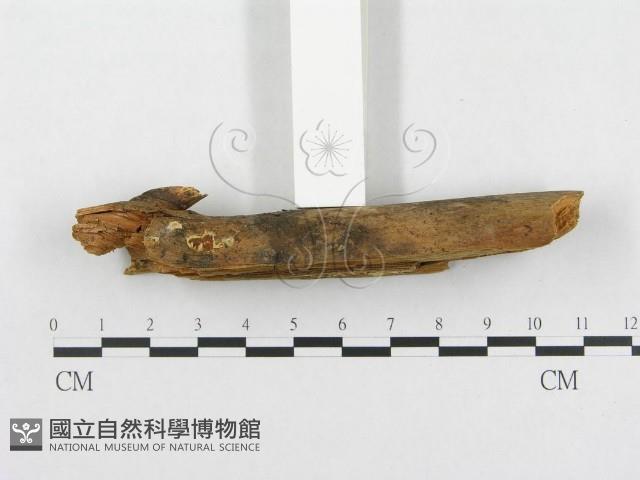 登錄號:F0002432藏品圖，第4張