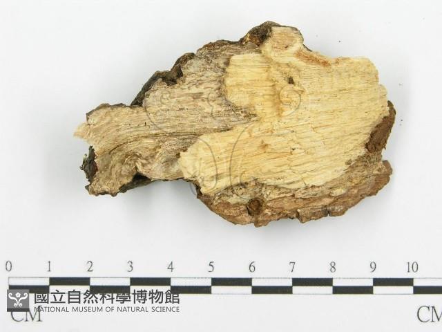 登錄號:F0015732藏品圖，第4張