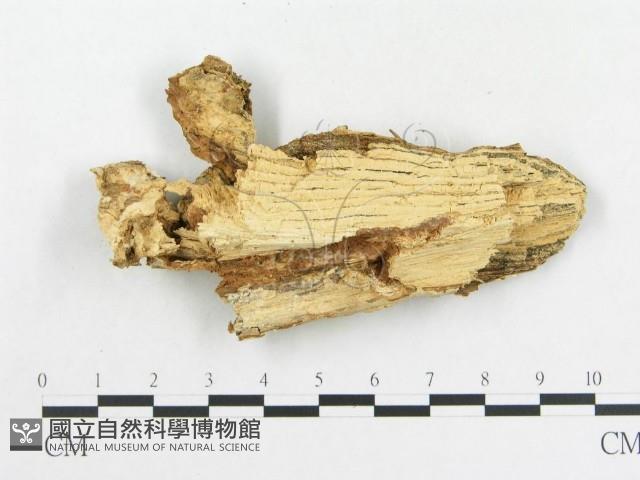 革墊菌屬藏品圖，第4張