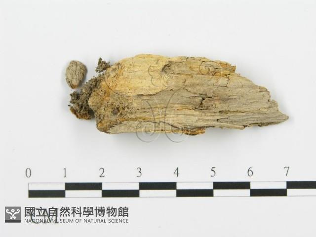 登錄號:F0017532藏品圖，第4張