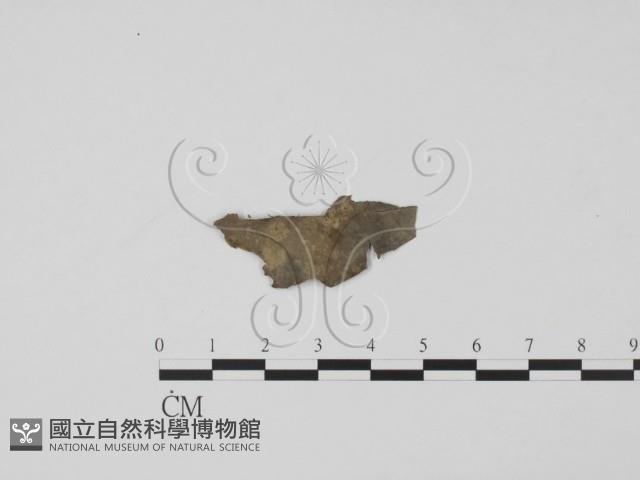 登錄號:F0005132藏品圖，第4張