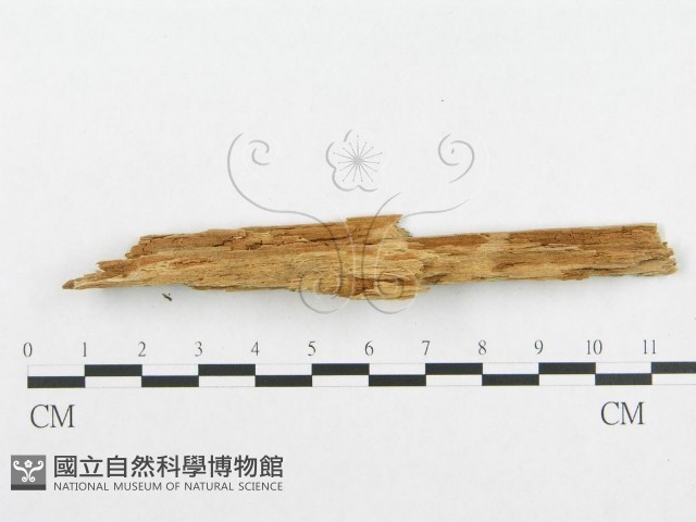 登錄號:F0014032藏品圖，第4張