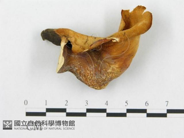 登錄號:F0007032藏品圖，第4張