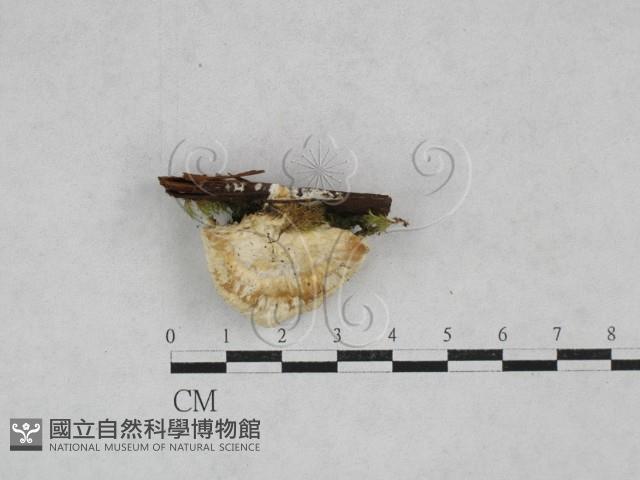 登錄號:F0028332藏品圖，第4張