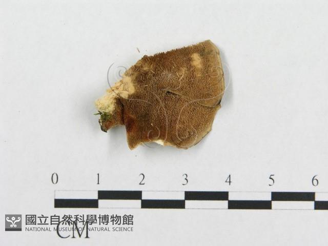 登錄號:F0017332藏品圖，第4張