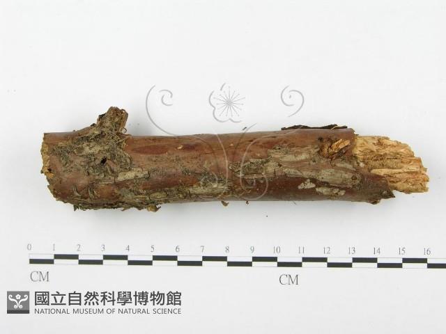 登錄號:F0000272藏品圖，第4張