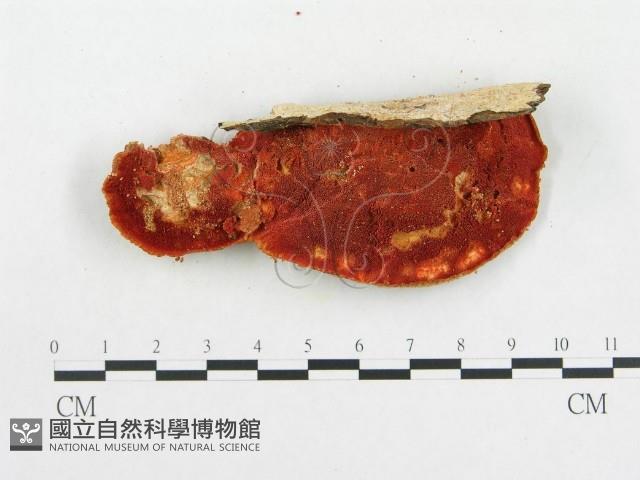 血紅密孔菌藏品圖，第4張