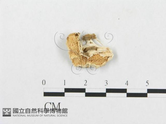 登錄號:F0007272藏品圖，第4張