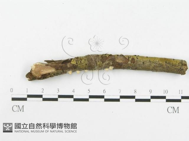 登錄號:F0001872藏品圖，第4張