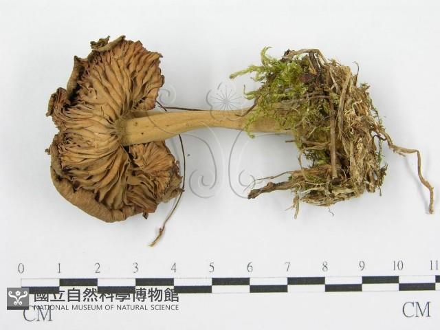 登錄號:F0004872藏品圖，第4張