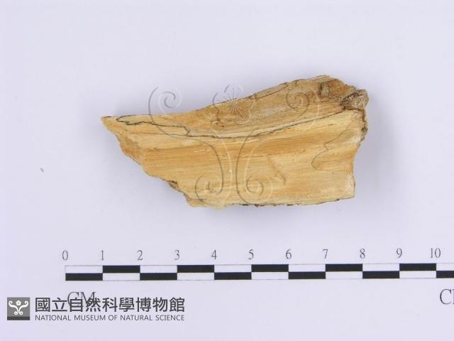 齒耳菌屬藏品圖，第4張