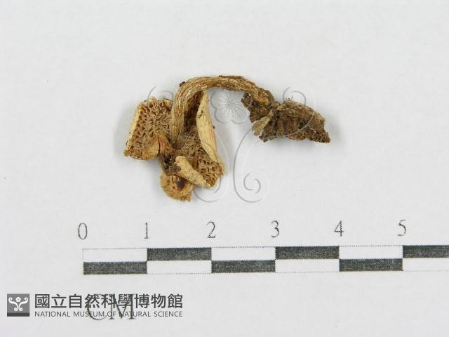 紅菇屬藏品圖，第4張