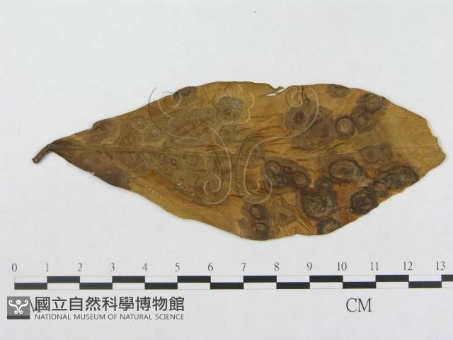 登錄號:F0018972藏品圖，第4張