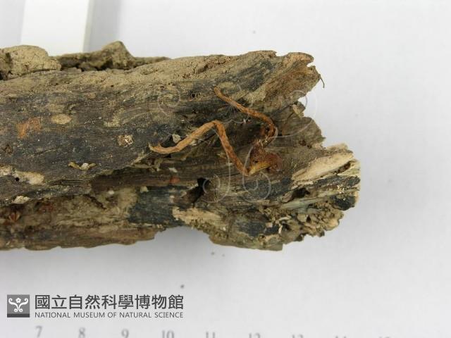 登錄號:F0010972藏品圖，第4張