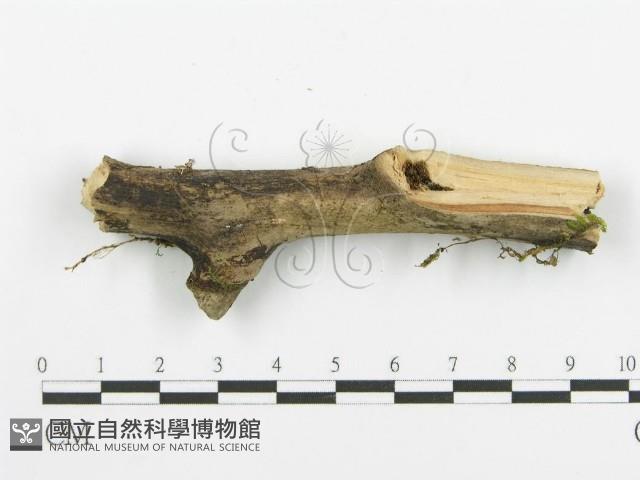 登錄號:F0016972藏品圖，第4張